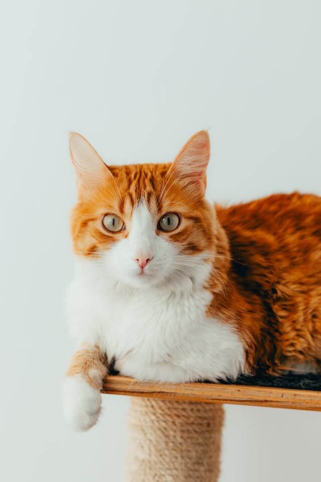 A cat on a pink background