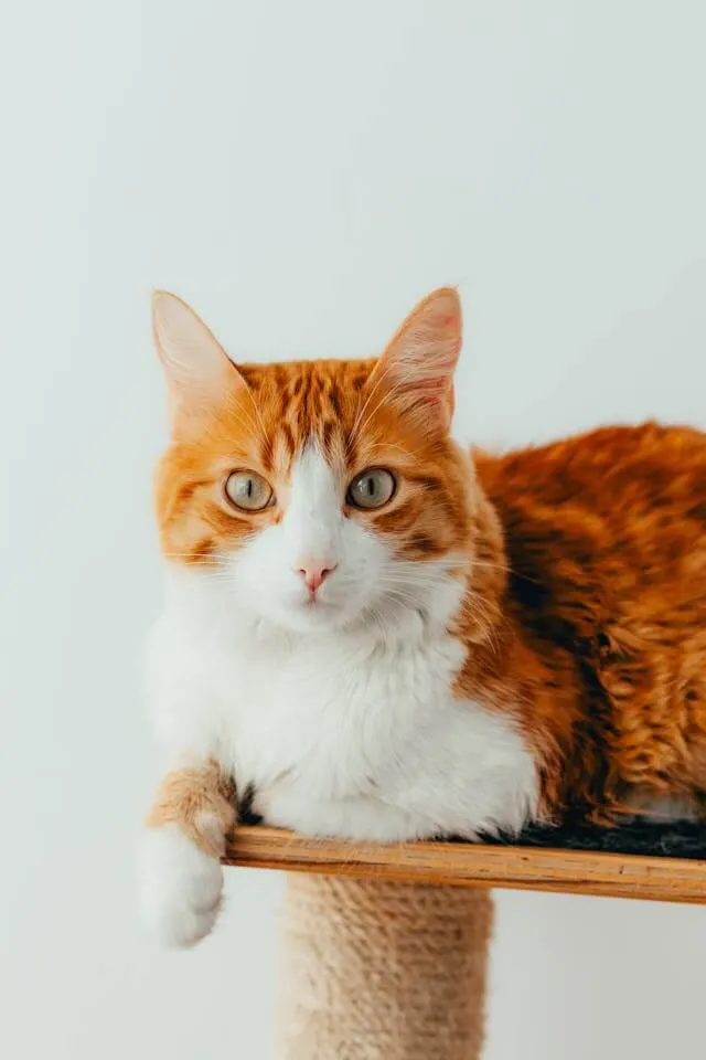 A cat on a pink background