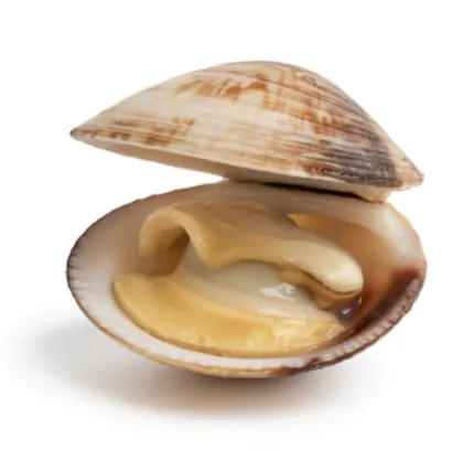 Clam