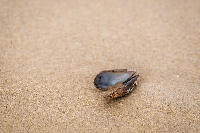 Mussel