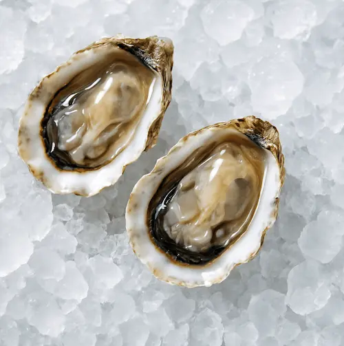Oyster
