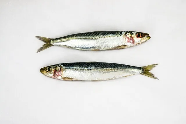 Sardine