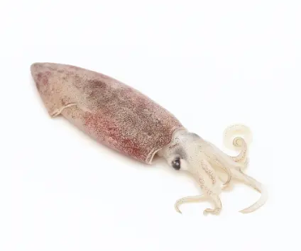 Squid